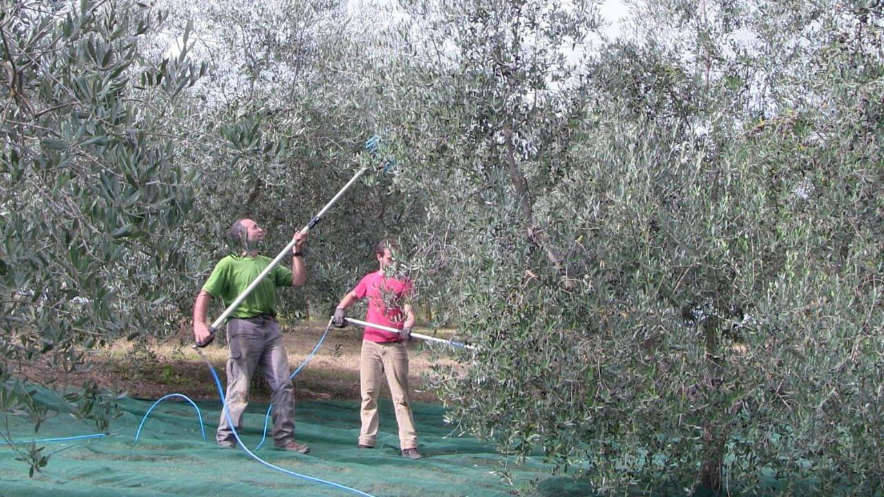 Agriturismo Frallarenza 피쿨레 외부 사진