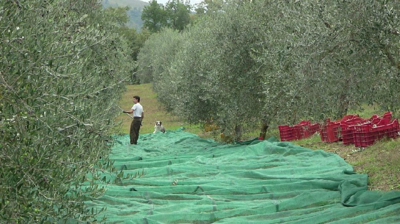 Agriturismo Frallarenza 피쿨레 외부 사진